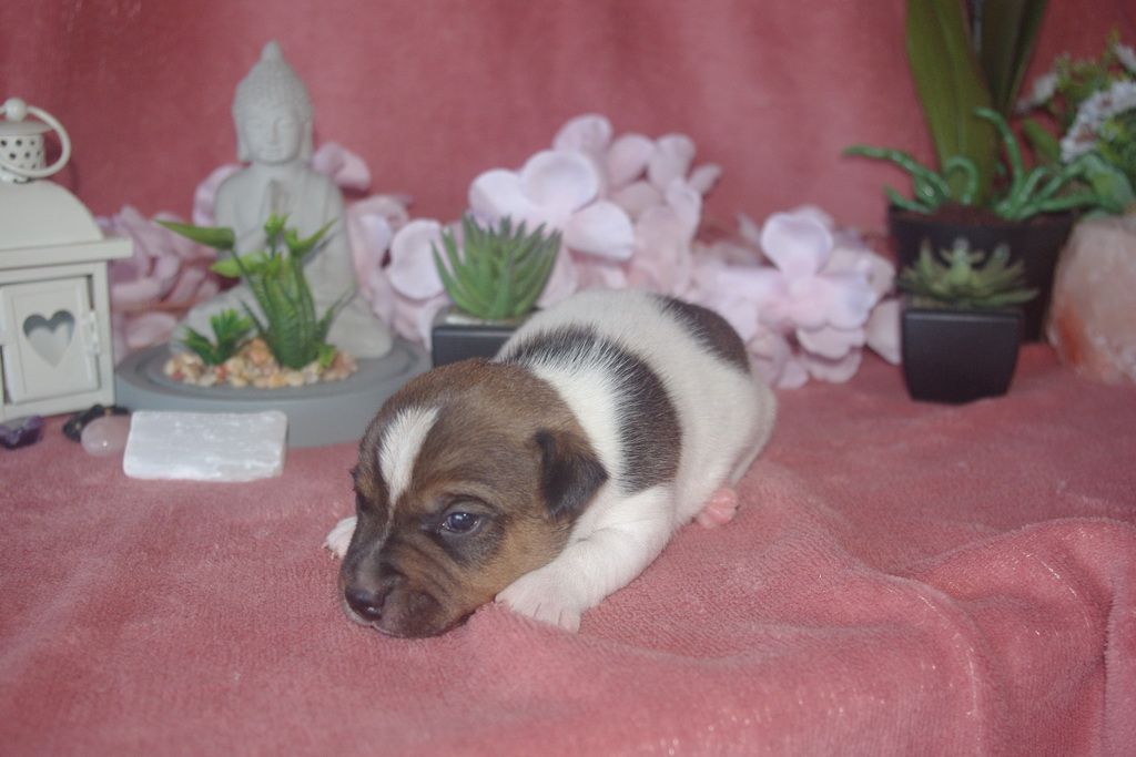 images/contenu/Chiots/jackrussel/004/9-jack_russel_5.jpg