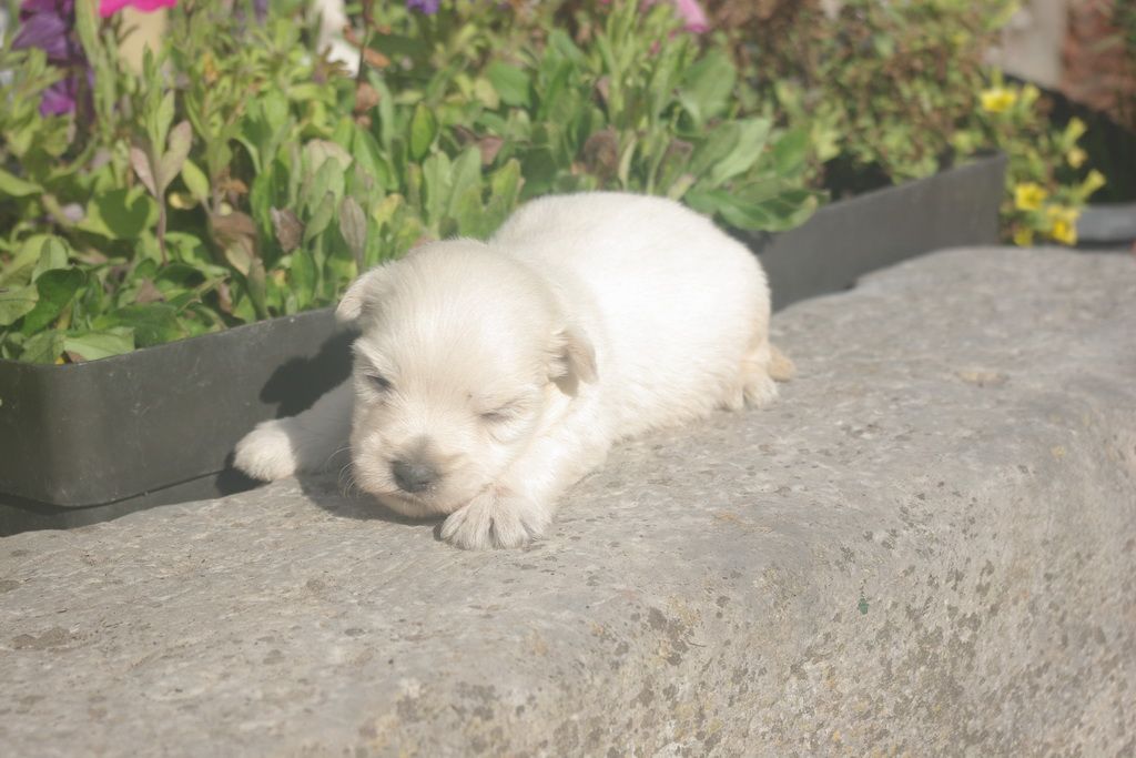 images/contenu/Chiots/westie/001/9-westie_5.jpg