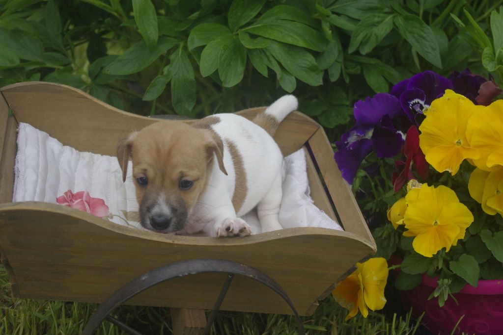 images/contenu/Chiots/jackrussel/002/jack_russel_0001_19.jpg