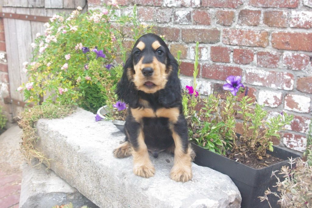 images/contenu/Chiots/Cocker/003/7-cocker_anglais_11.jpg