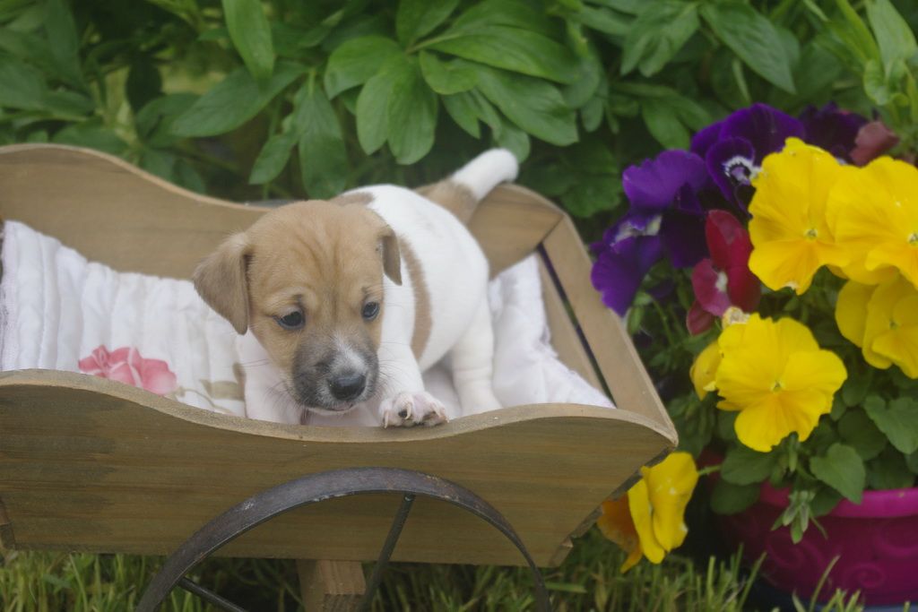 images/contenu/Chiots/jackrussel/002/jack_russel_0001_18.jpg