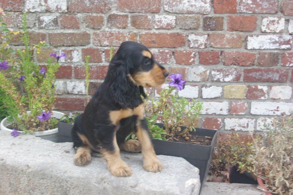 images/contenu/Chiots/Cocker/003/7-cocker_anglais_3.jpg