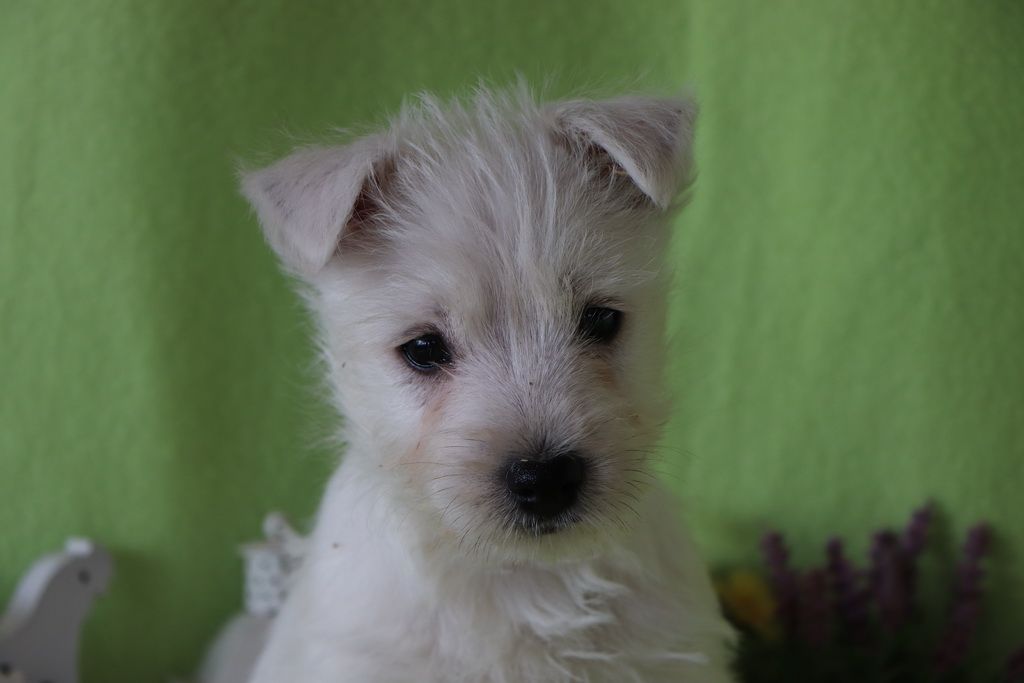 images/contenu/Chiots/westie/002/8-westie_3.jpg