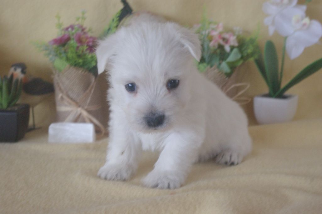 Les Chiens de la Bistade - westie 001