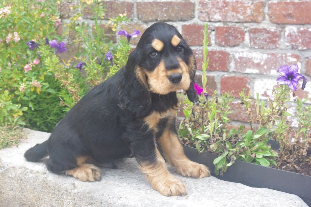 images/contenu/Chiots/Cocker/004/7-cocker_anglais_11.jpg