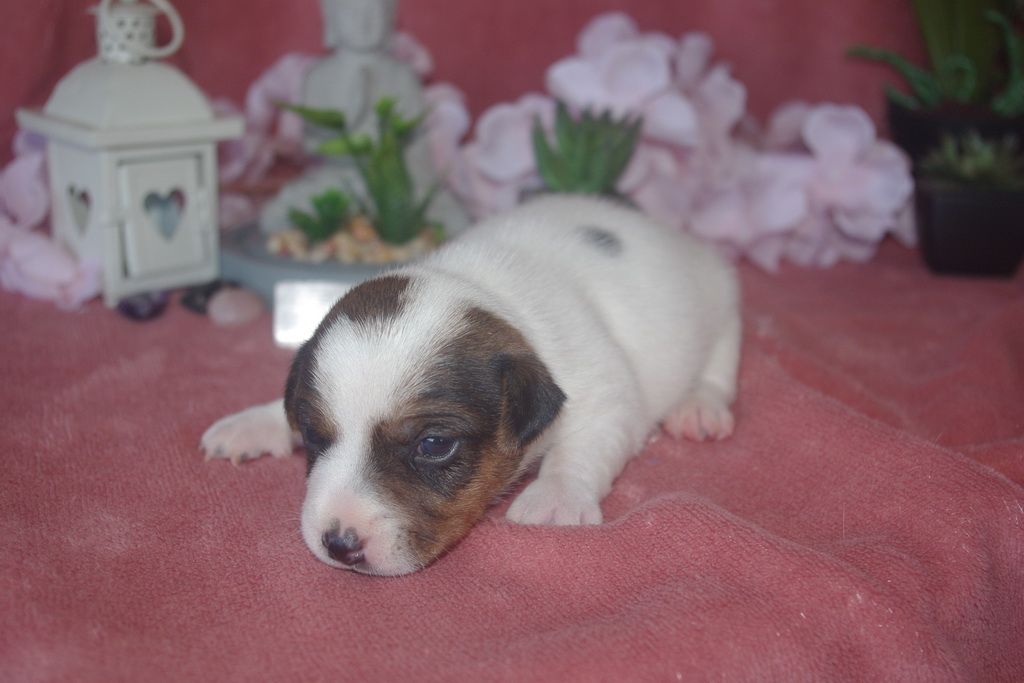 images/contenu/Chiots/jackrussel/002/9-jack_russel_5.jpg