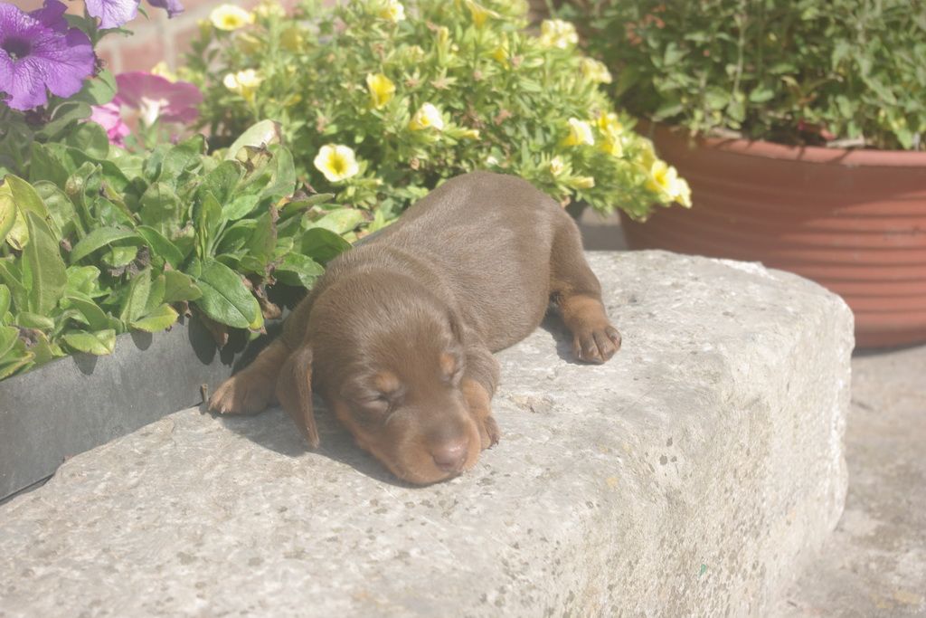 images/contenu/Chiots/teckel/005/9-teckel_4.jpg