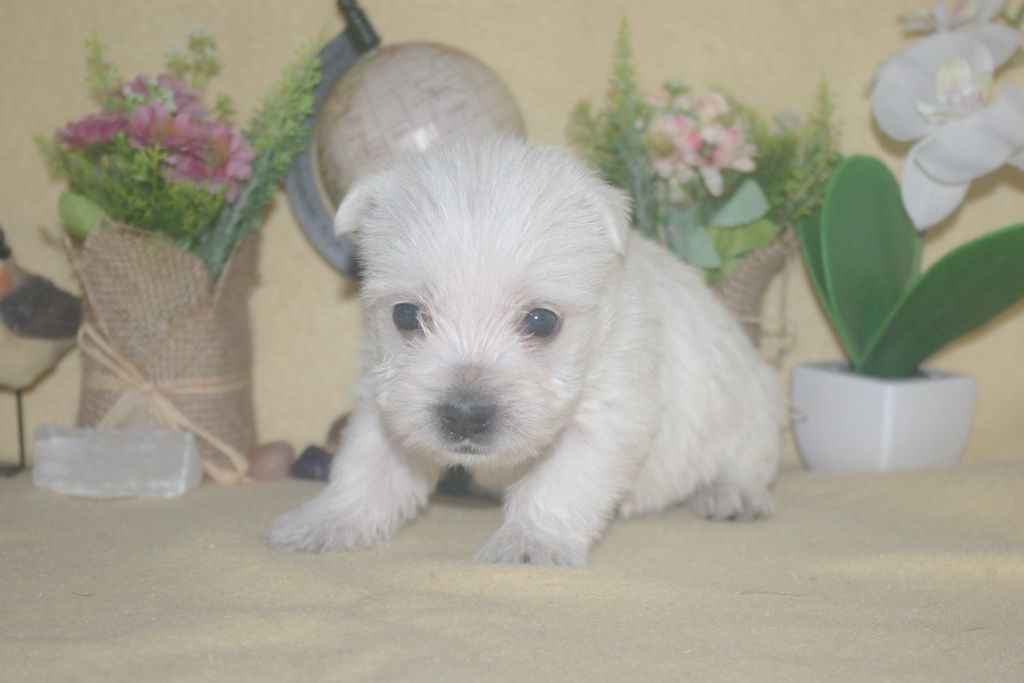 images/contenu/Chiots/westie/004/9-westie_13.jpg