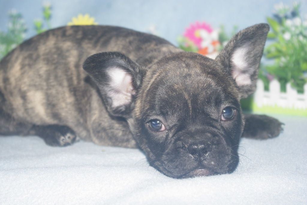images/contenu/Chiots/Bouledogue/013/bouledogue_franais_002_12.jpg