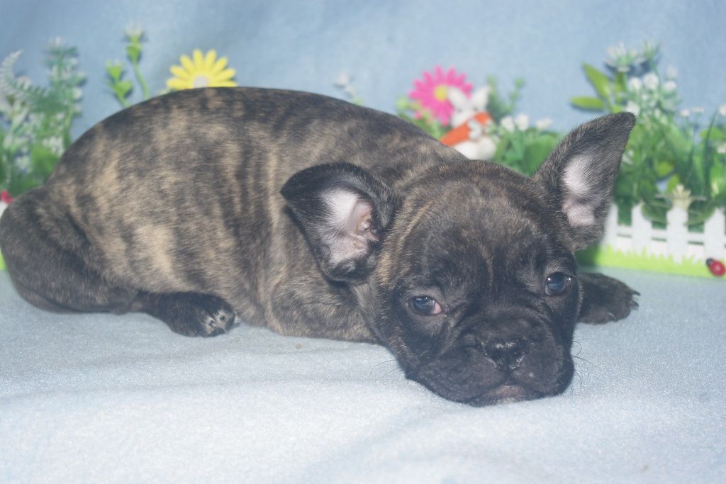 images/contenu/Chiots/Bouledogue/013/bouledogue_franais_002_13.jpg