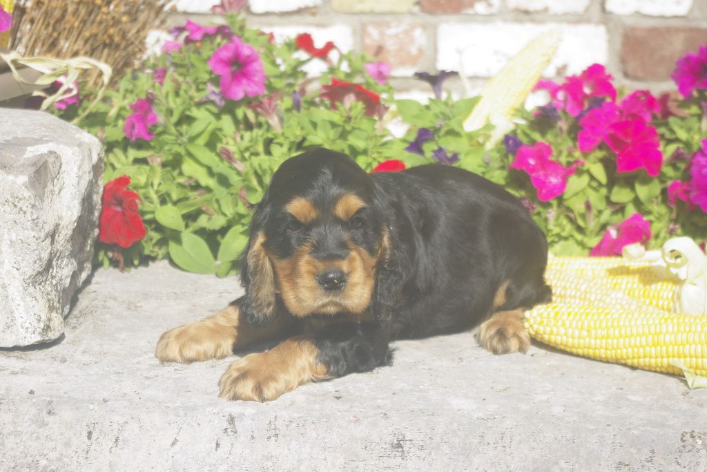 images/contenu/Chiots/Cocker/012/8_cocker_anglais_8.jpg