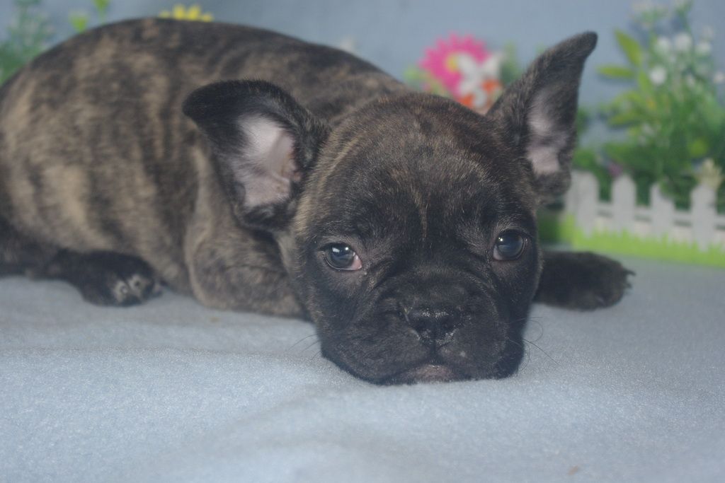 images/contenu/Chiots/Bouledogue/013/bouledogue_franais_002_11.jpg