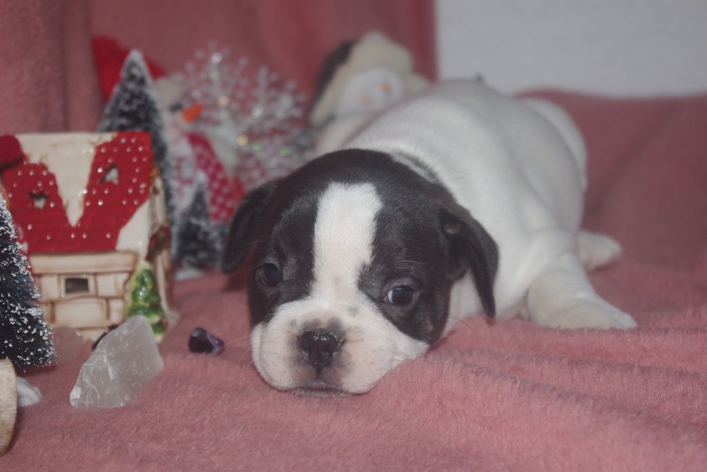 images/contenu/Chiots/Bouledogue/002/8-bouledogue_franais_2.jpg