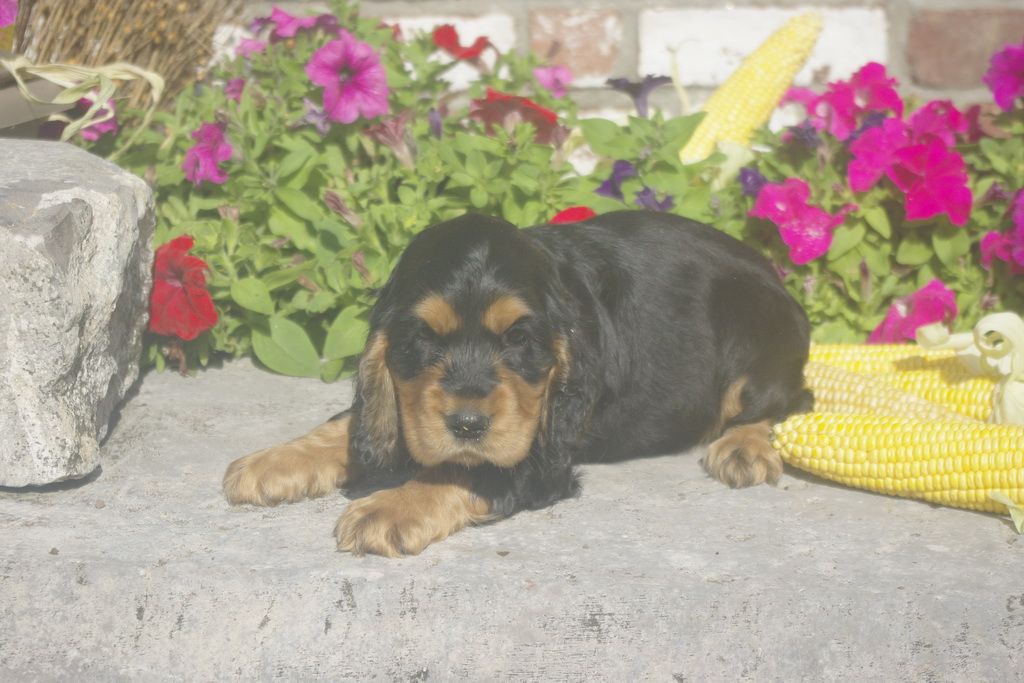 images/contenu/Chiots/Cocker/012/8_cocker_anglais_9.jpg