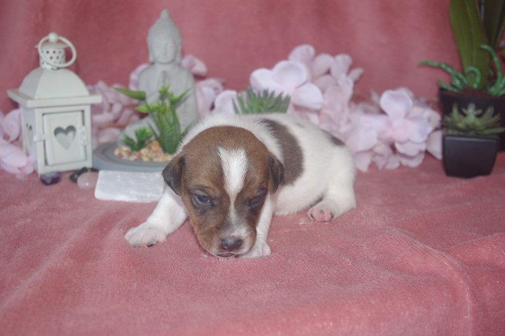 images/contenu/Chiots/jackrussel/003/9-jack_russel_11.jpg