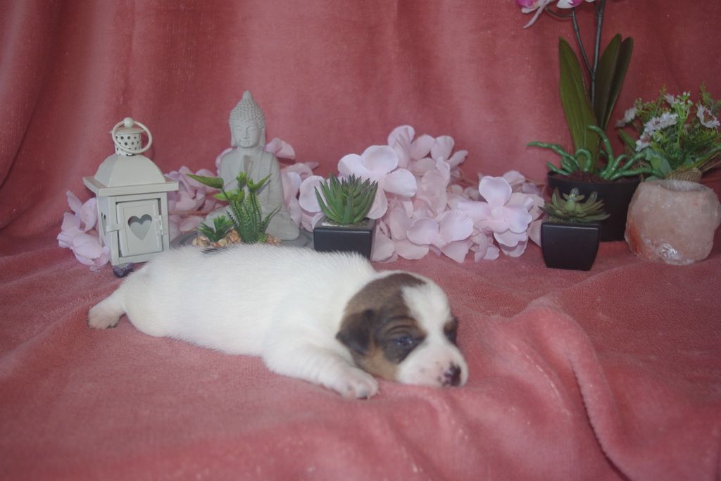 images/contenu/Chiots/jackrussel/002/9-jack_russel_12.jpg