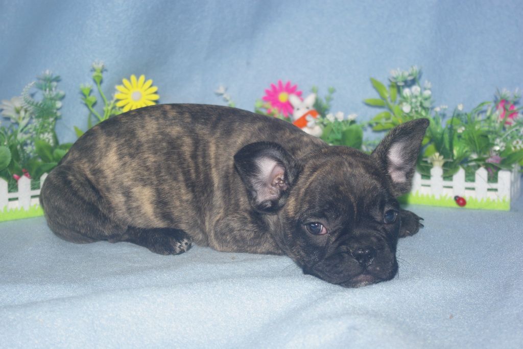 images/contenu/Chiots/Bouledogue/013/bouledogue_franais_002_10.jpg