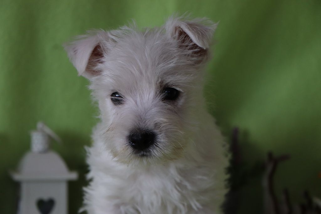 Les Chiens de la Bistade - westie 004