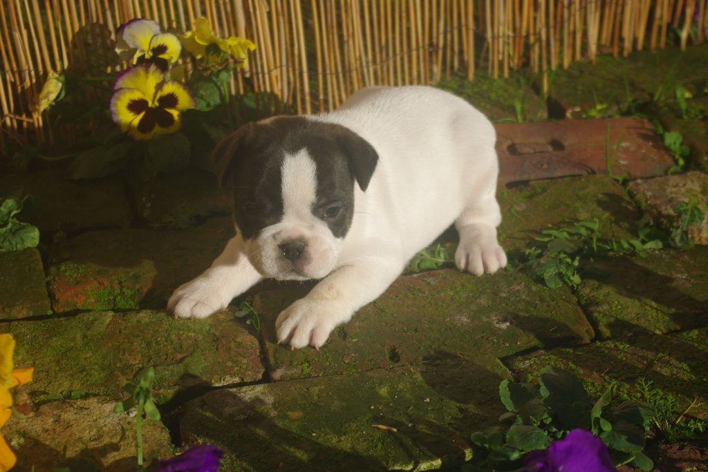 images/contenu/Chiots/Bouledogue/002/9-bouledogue_franais_5.jpg