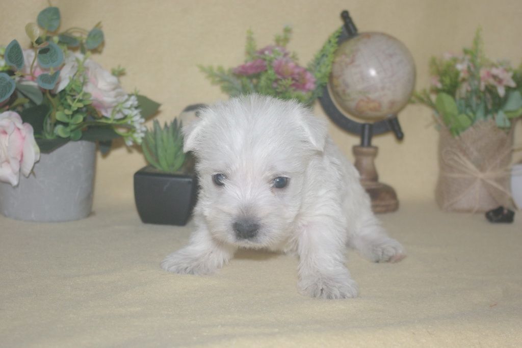 images/contenu/Chiots/westie/003/9-westie_12.jpg