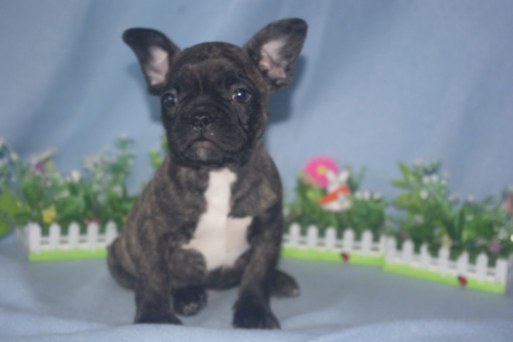 images/contenu/Chiots/Bouledogue/013/bouledogue_franais_002_15.jpg