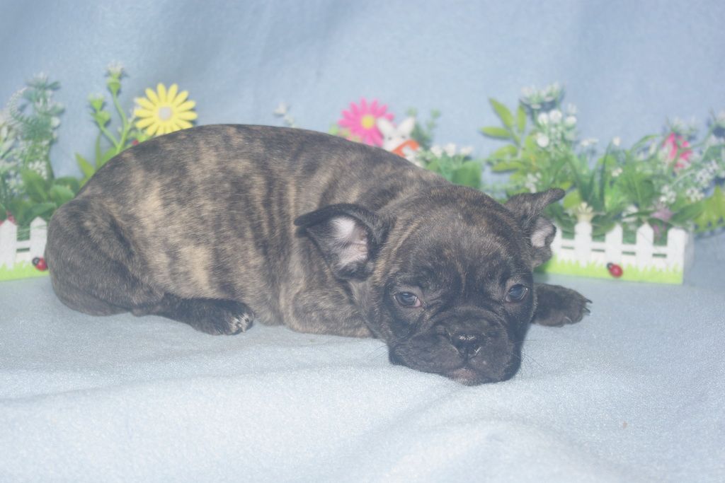 images/contenu/Chiots/Bouledogue/013/bouledogue_franais_002_14.jpg