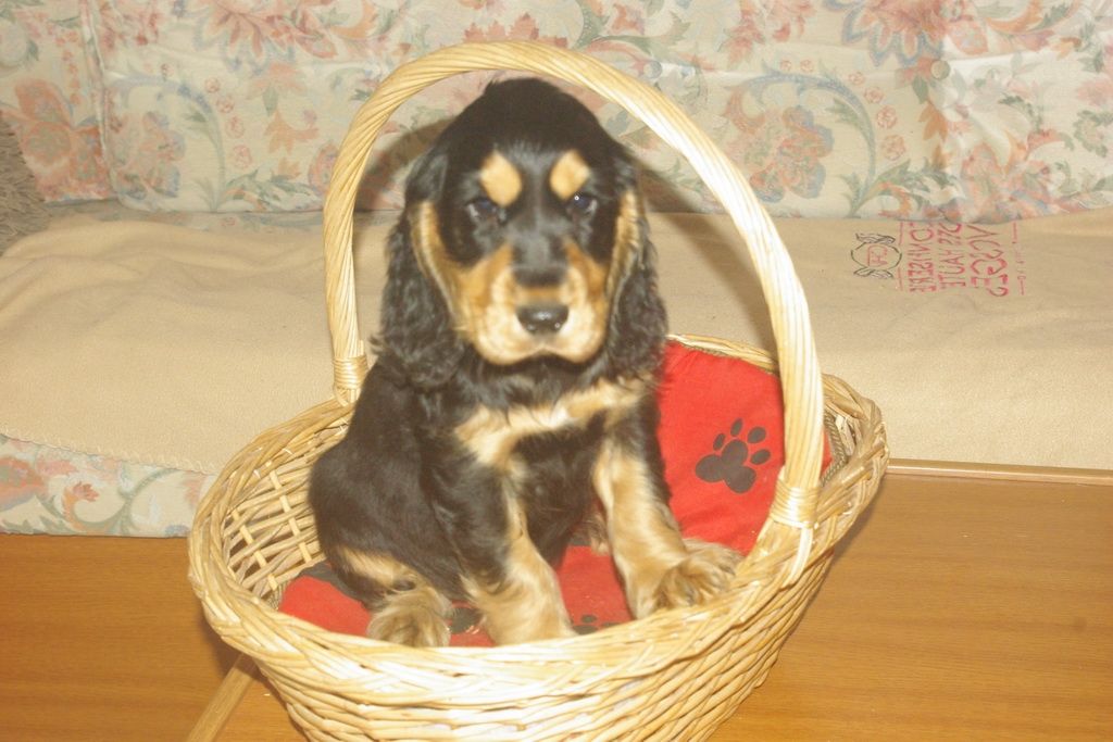 images/contenu/Chiots/Cocker/004/7-cocker_anglais_5.jpg