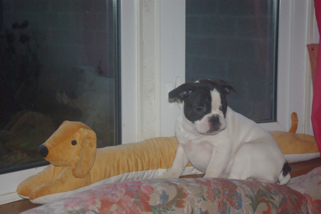images/contenu/Chiots/Bouledogue/002/7-bouledogue_franais_25.jpg