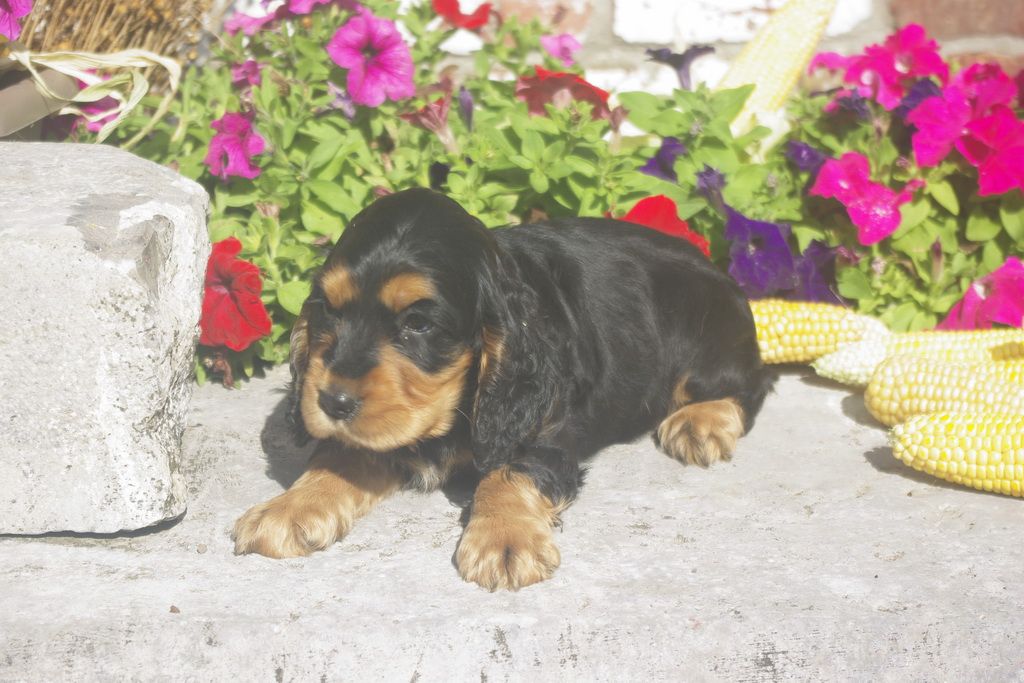 images/contenu/Chiots/Cocker/012/8_cocker_anglais_5.jpg