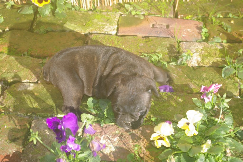 images/contenu/Chiots/Bouledogue/003/9-bouledogue_franais_3.jpg