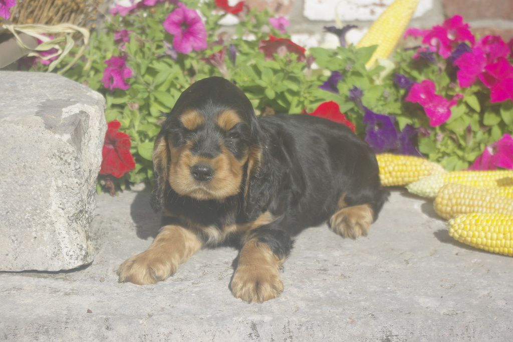 images/contenu/Chiots/Cocker/012/8_cocker_anglais_4.jpg