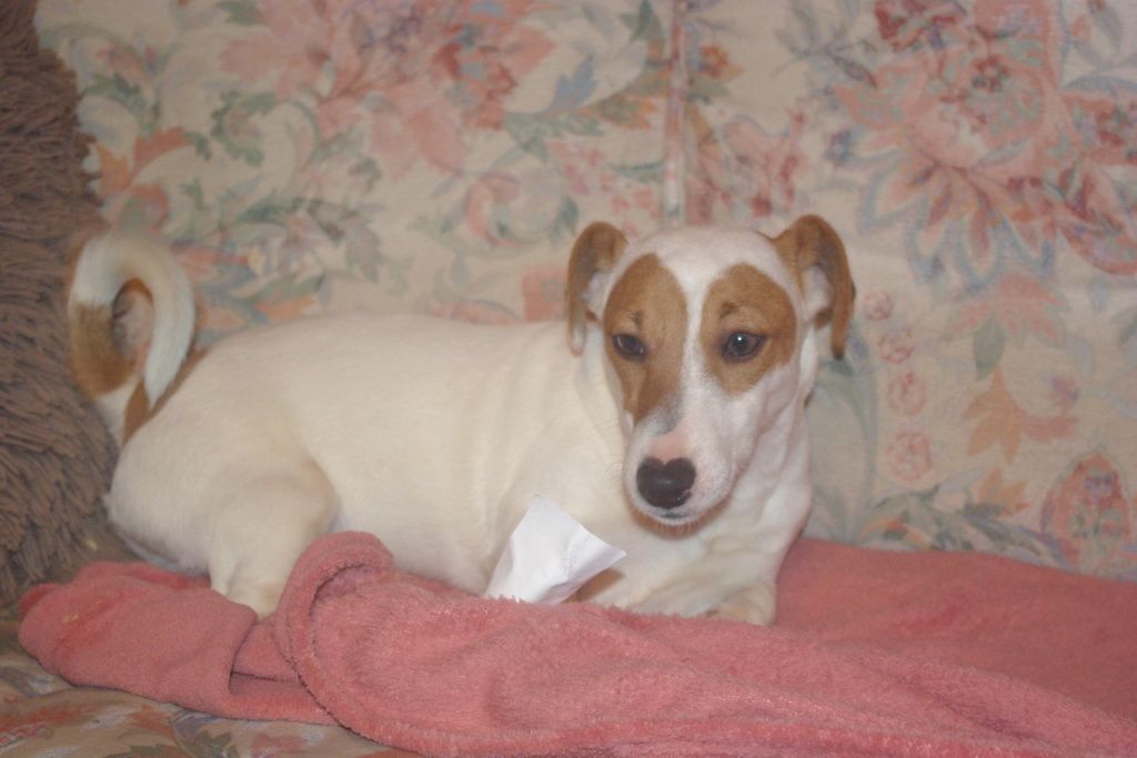 images/contenu/Chiots/jackrussel/005/5-jack_russel_7.jpg