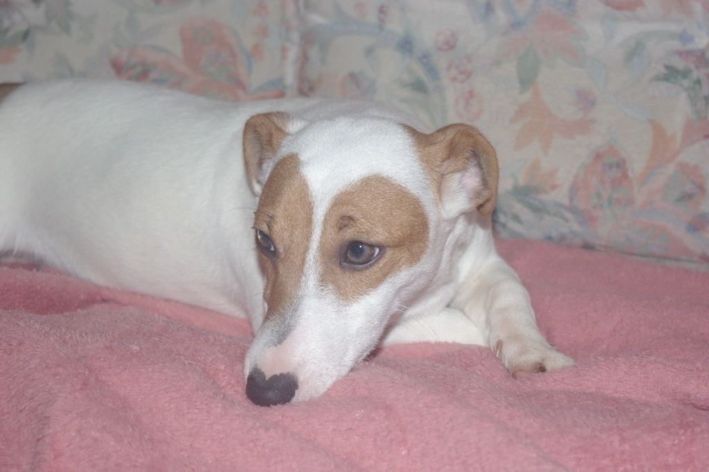 images/contenu/Chiots/jackrussel/005/5-jack_russel_8.jpg