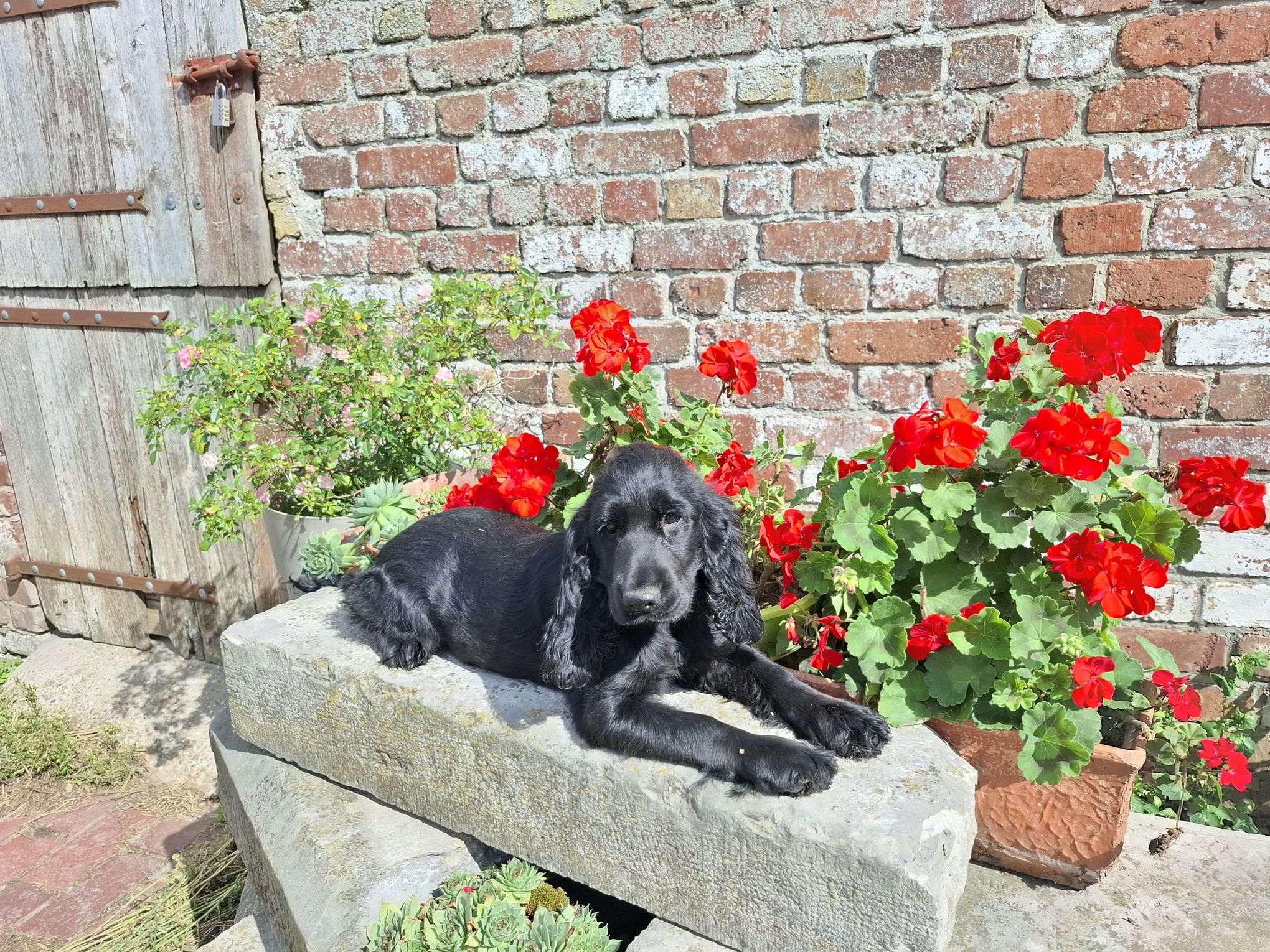 images/contenu/Chiots/Cocker/003/8-cocker_anglais_17.jpg