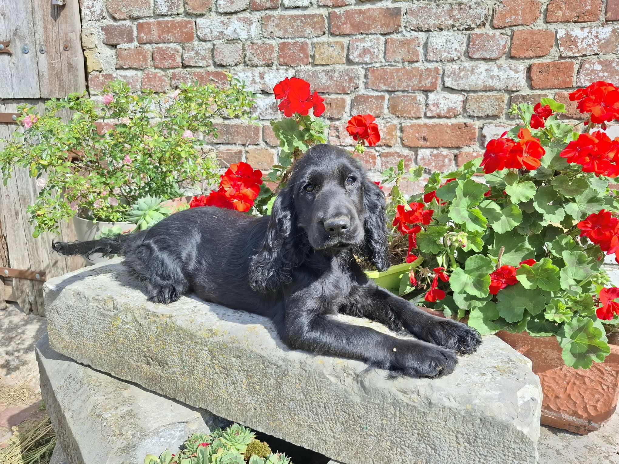 images/contenu/Chiots/Cocker/003/8-cocker_anglais_18.jpg