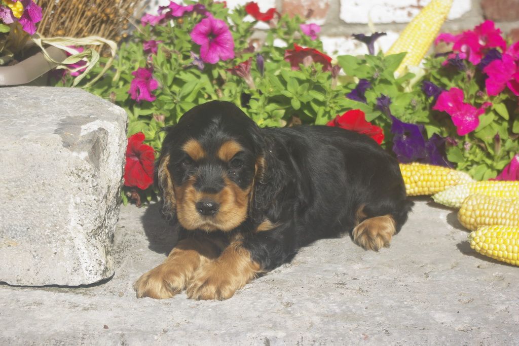 images/contenu/Chiots/Cocker/012/8_cocker_anglais_6.jpg