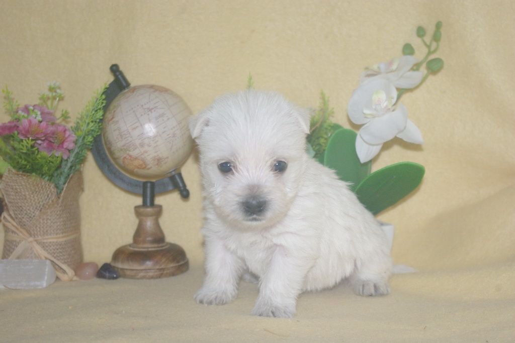images/contenu/Chiots/westie/004/9-westie_3.jpg