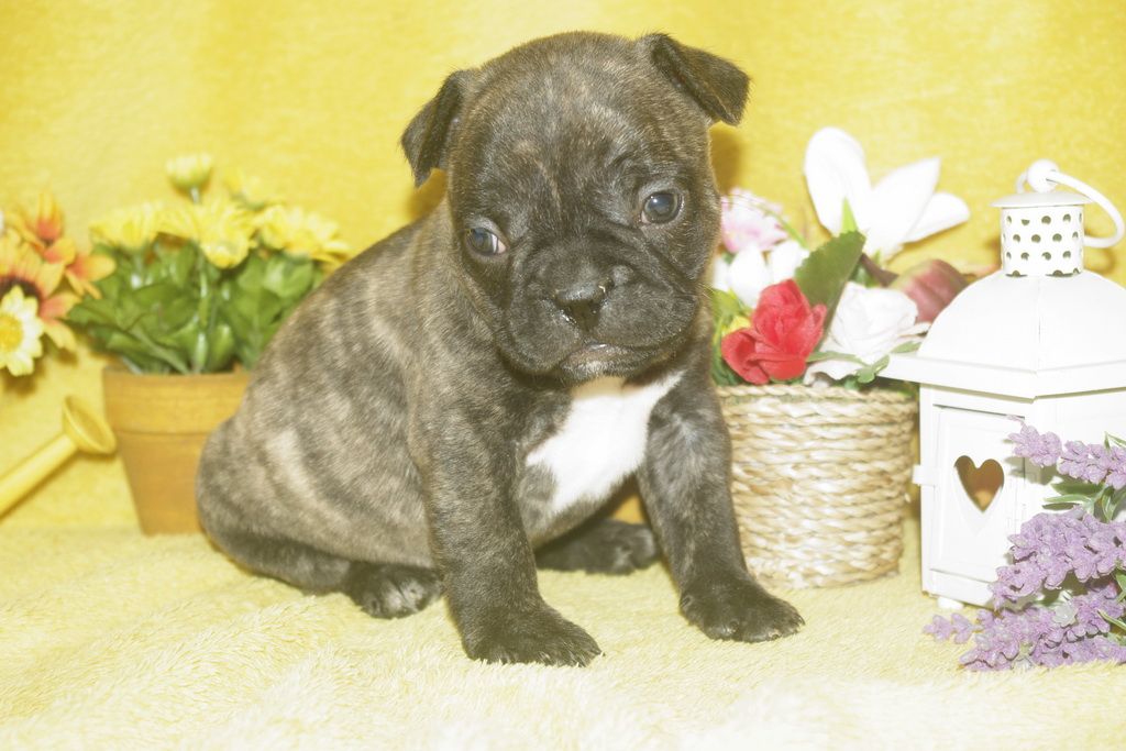 images/contenu/Chiots/Bouledogue/013/bouledogue_franais_003_14.jpg