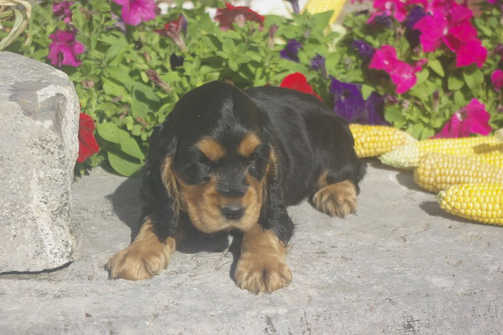 images/contenu/Chiots/Cocker/012/8_cocker_anglais_2.jpg