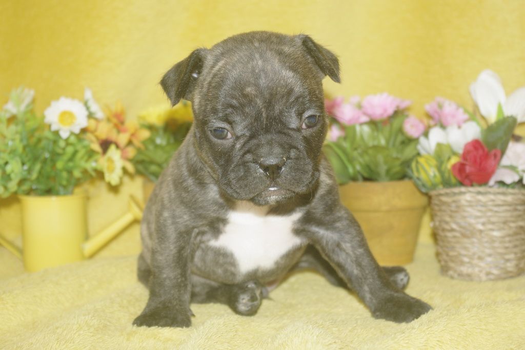 images/contenu/Chiots/Bouledogue/013/bouledogue_franais_003_11.jpg