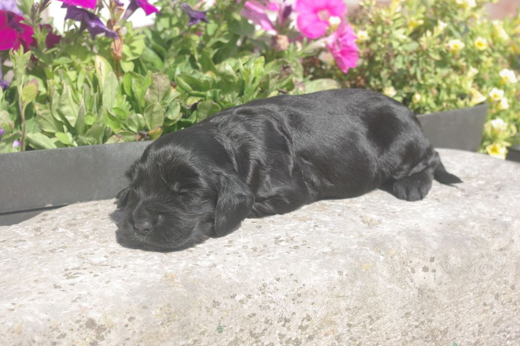 images/contenu/Chiots/Cocker/001/8-cocker_anglais_6.jpg
