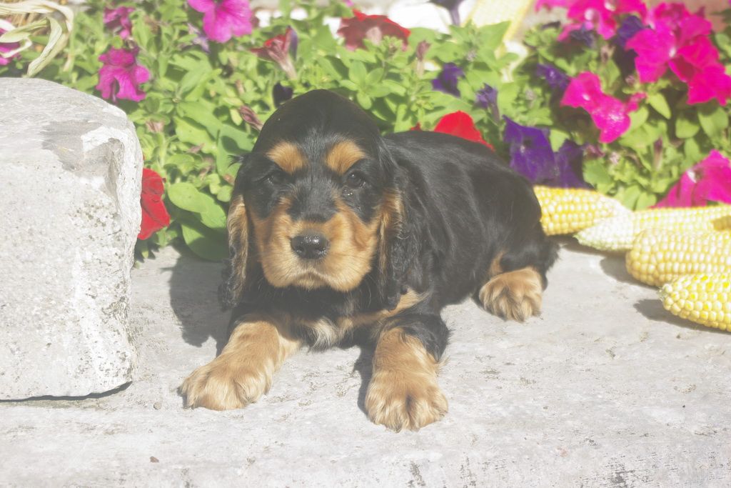 images/contenu/Chiots/Cocker/012/8_cocker_anglais_3.jpg