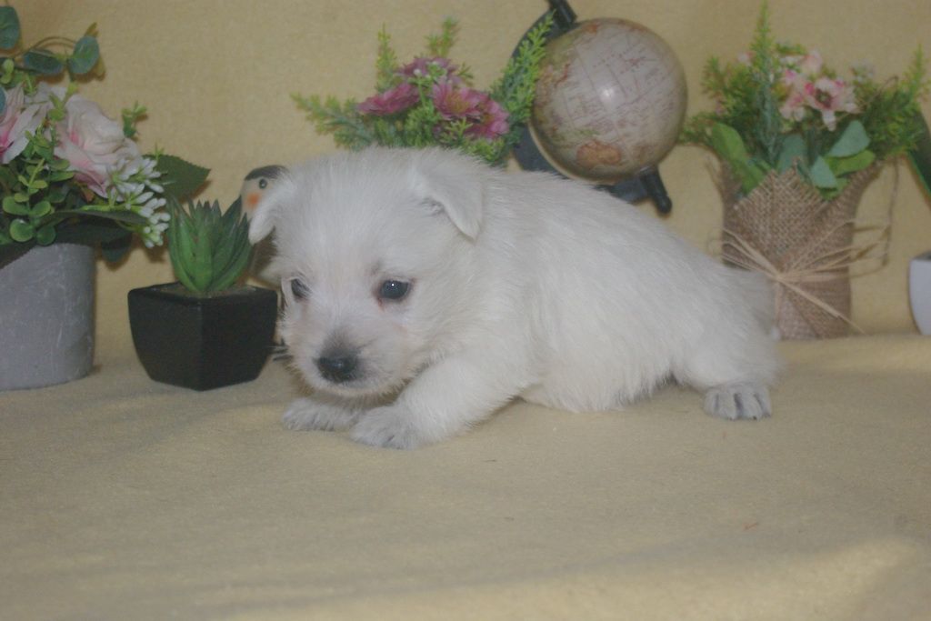images/contenu/Chiots/westie/002/9-westie_14.jpg