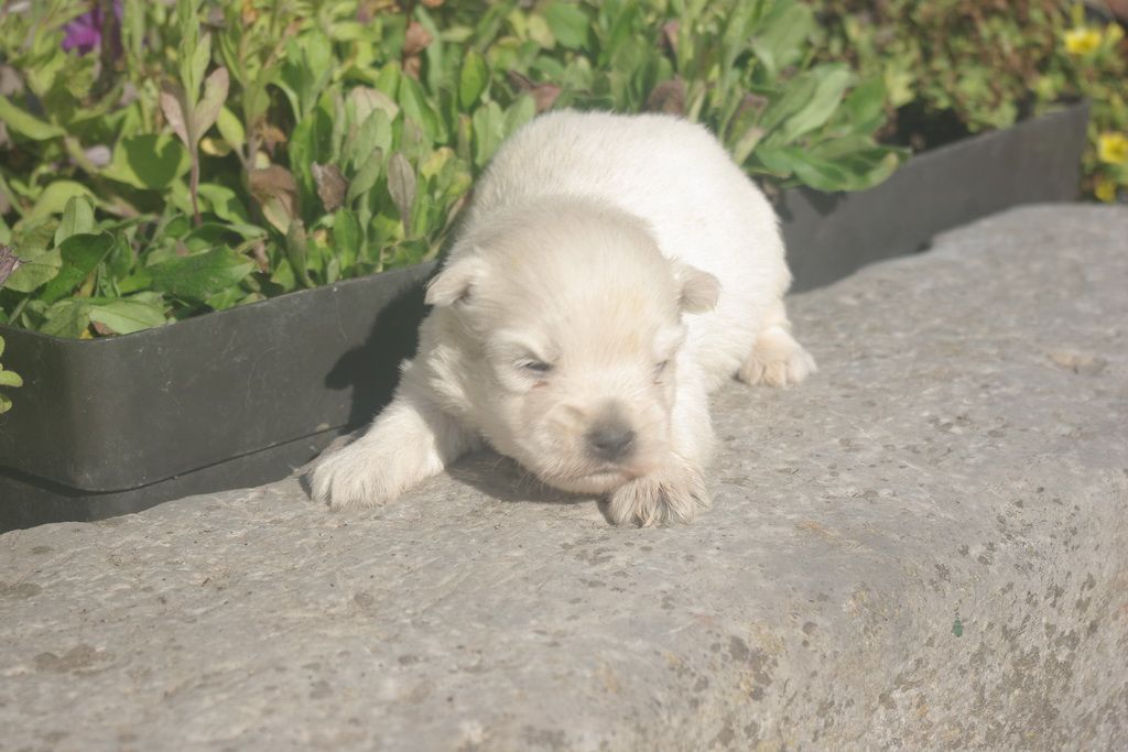 images/contenu/Chiots/westie/003/9-westie_9.jpg