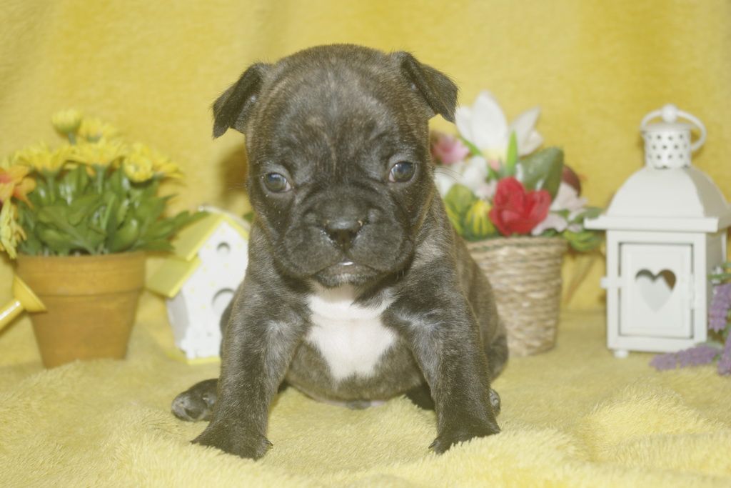 images/contenu/Chiots/Bouledogue/013/bouledogue_franais_003_10.jpg