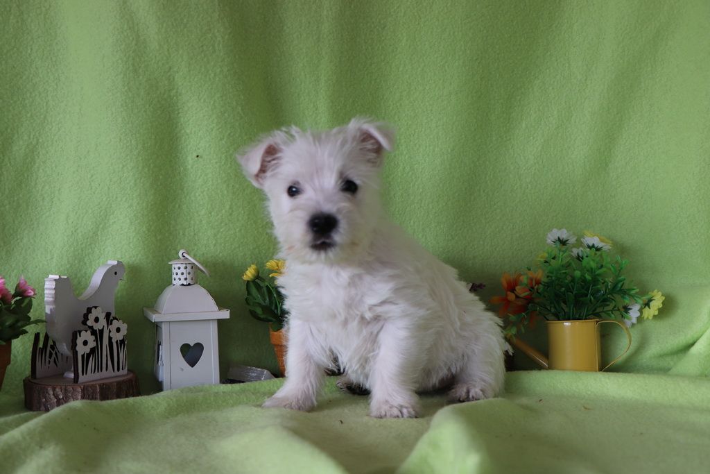 images/contenu/Chiots/westie/004/8-westie_12.jpg