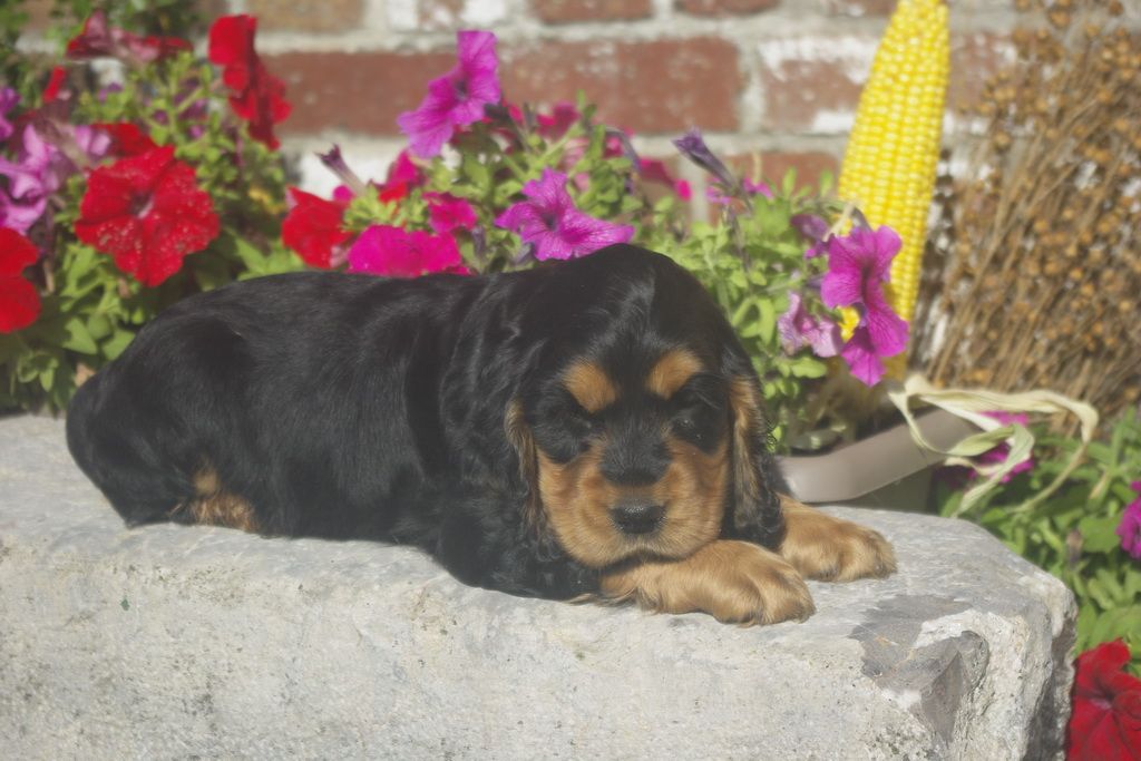 images/contenu/Chiots/Cocker/012/8_cocker_anglais_1.jpg