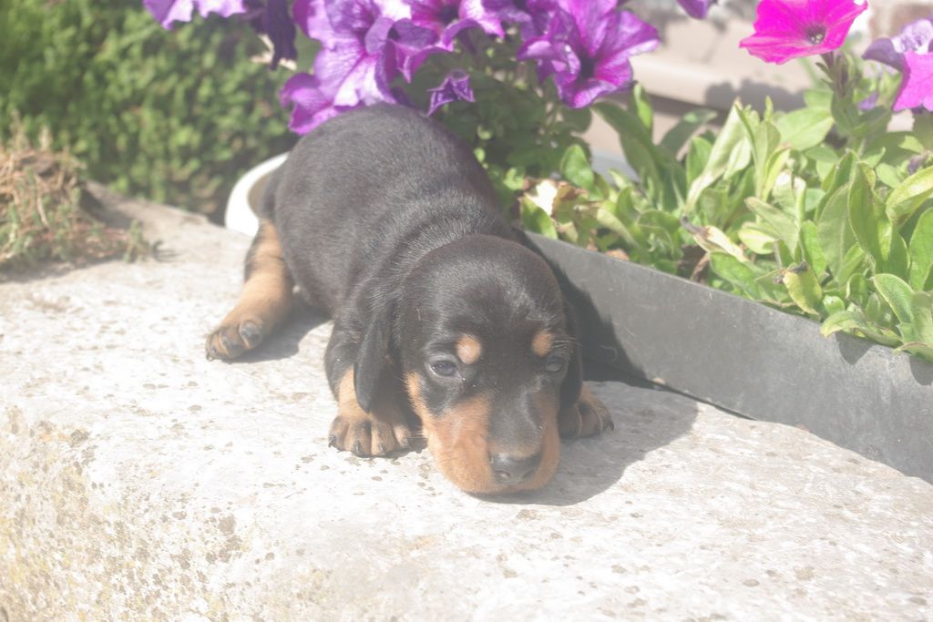 images/contenu/Chiots/teckel/004/9-teckel_6.jpg