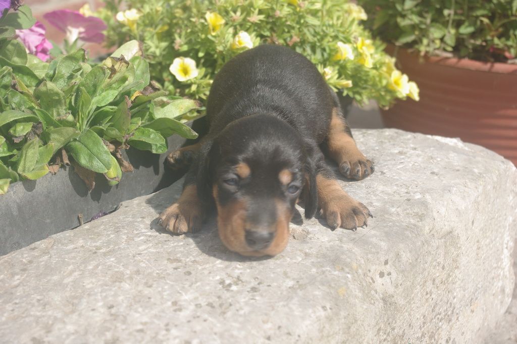 images/contenu/Chiots/teckel/004/9-teckel_9.jpg