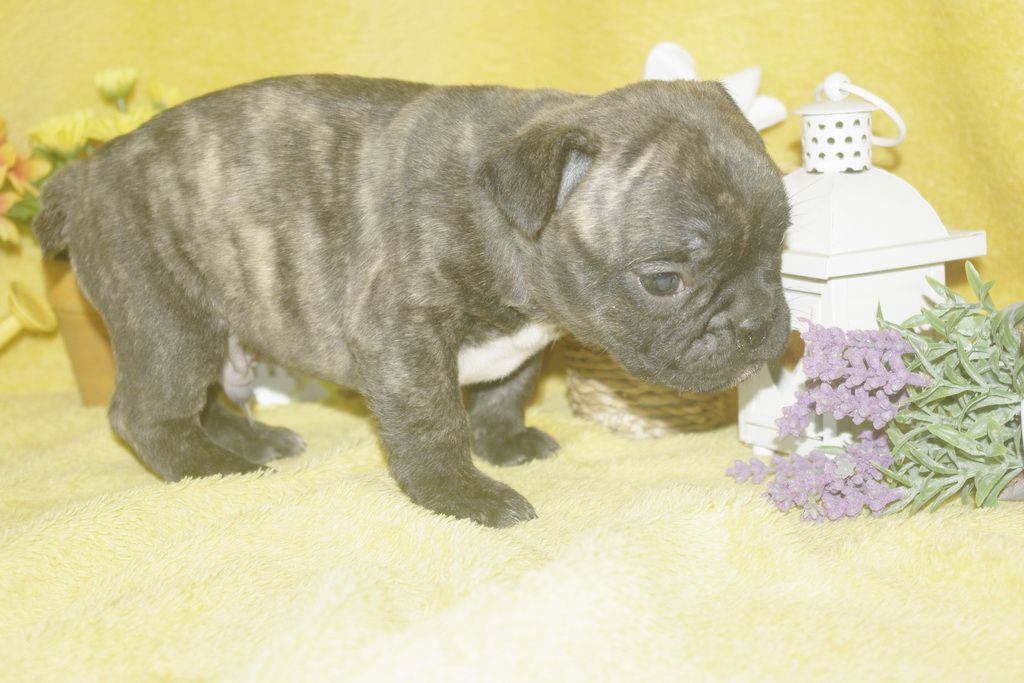 images/contenu/Chiots/Bouledogue/013/bouledogue_franais_003_12.jpg